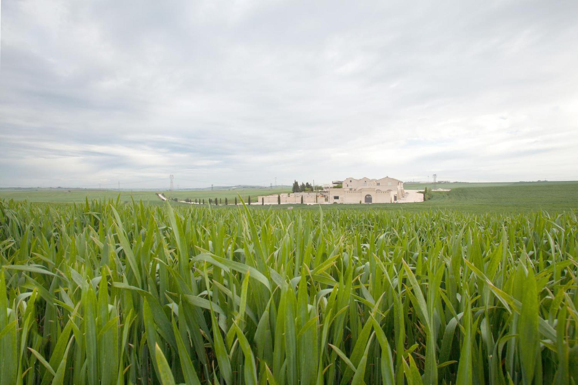 Tenuta Danesi - Camere - Appartamenti - Bubble Room 马泰拉 外观 照片